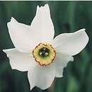 Narcissus poeticus ssp. poeticus (narcyz biaÅ‚y)