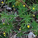 Ranunculus amalasuinthae (jaskier Amalasunty)