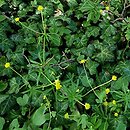 Ranunculus dirlovus (jaskier darłowski)