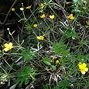 Ranunculus gryphum (jaskier Gryfitów)