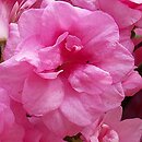 Rhododendron Rosebud
