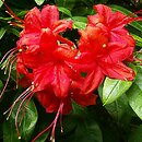 Rhododendron Gloria Mundi