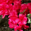 Rhododendron Maruschka
