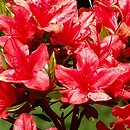 Rhododendron Orange Beauty