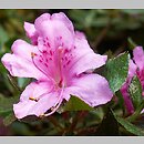 Rhododendron obtusum (azalia tÄ™polistna)