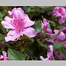 znalezisko 20080531.56.js - Rhododendron obtusum (azalia tępolistna)