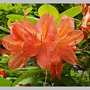 Rhododendron Comte de Papadopoli