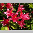 azalie z Genth (Rhododendron ‘grupa-Azalea Lutea Pontica’)