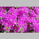 znalezisko 20120505.33.js - Rhododendron ‘Orlice’; Arboretum Wojsławice
