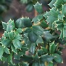 Berberis ×stenophylla Crawley Gem