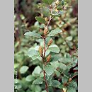 Betula humilis (brzoza niska)