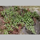Asplenium cuneifolium f. anthriscifolium