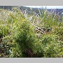 znalezisko 20050814.1.bg - Juniperus communis (jałowiec pospolity); szczyt Małej Rawki; Bieszczady