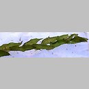 znalezisko 20051008.5.bg - Potamogeton perfoliatus (rdestnica przeszyta); Bory Tucholskie, jezioro Charzykowskie