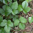 Rubus hercynicus (jeżyna hercyńska)