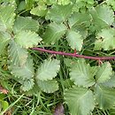 Rubus kuleszae (jeżyna Kuleszy)