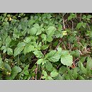Rubus tabanimontanus (jeżyna fioletowopędowa)
