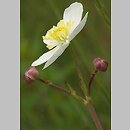 znalezisko 20070531.1.bg - Ranunculus platanifolius (jaskier platanolistny); Beskid Śląski, przełęcz między Małą a Wielką Czantorią