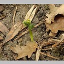 znalezisko 20070619.1.bg - Botrychium matricariifolium (podejźrzon marunowy); Lasek Rąbiński, Wielkopolska