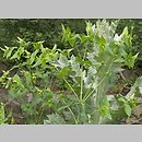znalezisko 20070603.1.bg - Euphorbia lathyris (wilczomlecz groszkowy); Beskid Śląski, Ustroń Jaszowiec