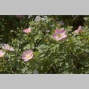 znalezisko 20070607.4.bg - Rosa rubiginosa (róża rdzawa); okolice Gostynia