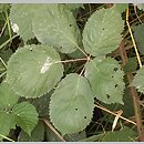 znalezisko 20070730.1.bg - Rubus armeniacus (jeżyna kaukaska); Rudna Wielka