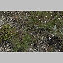 znalezisko 20080618.1.bg - Asperula cynanchica (marzanka pagórkowa); Skotniki, murawa kserotermiczna