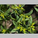 znalezisko 20080618.3.bg - Euphorbia exigua (wilczomlecz drobny); pole cebuli w okolicy Winiar, Niecka Nidziańska