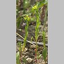 znalezisko 20080617.6.bg - Euphorbia exigua (wilczomlecz drobny); Góry Pińczowskie