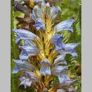 Phelipanche purpurea (zaraÅºnica niebieska)