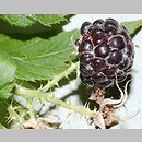 znalezisko 20170000.2.bg - Rubus occidentalis (malina czarna); Poznań, Las Marceliński
