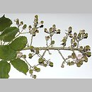 znalezisko 20170000.5.bg - Rubus armeniacus (jeżyna kaukaska); Poznań, Las Marceliński