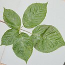 znalezisko 20170000.11.bg - Rubus nessensis (jeżyna lochneseńska); między Korzeńskiem a Laskową; pow. trzebnicki