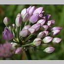 znalezisko 20040729.9.bg - Allium senescens ssp. montanum (czosnek skalny); obrzeża rezerwatu Góra Radunia, masyw Ślęży