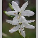 znalezisko 20040723.4.bg - Anthericum ramosum (pajęcznica gałęzista);  rezerwat Goździk siny w Grzybnie
