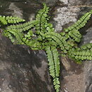 Asplenium adulterinum (zanokcica serpentynowa)