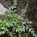 znalezisko 20040729.6.bg - Asplenium cuneifolium (zanokcica klinowata); obrzeża rezerwatu Góra Radunia, masyw Ślęży