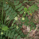 traganek szerokolistny (Astragalus glycyphyllos)