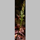 znalezisko 20050610.2.bg - Botrychium matricariifolium (podejźrzon marunowy); okolice Rąbinia