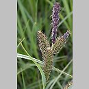 znalezisko 20060520.10.bg - Carex elata (turzyca sztywna); halofilne łąki k. Pyzdr nad Wartą