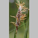 znalezisko 20060520.8.bg - Carex hirta (turzyca owłosiona); skraj suchej dąbrowy, las k. Orzechowa