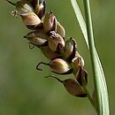 znalezisko 20060520.11.bg - Carex panicea (turzyca prosowata); halofilne łąki k. Pyzdr nad Wartą