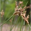 znalezisko 20060520.9.bg - Carex praecox (turzyca wczesna); skraj suchej dąbrowy, las k. Orzechowa