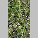 znalezisko 20060520.14.bg - Carex vulpina (turzyca lisia); halofilne łąki k. Pyzdr nad Wartą