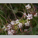znalezisko 20040729.13.bg - Cuscuta epithymum ssp. epithymum (kanianka macierzankowa); wzgórze Gozdnik, masyw Ślęży
