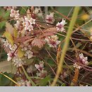 znalezisko 20070710.5.bg - Cuscuta epithymum ssp. epithymum (kanianka macierzankowa); Bychawa, rez. Podzamcze