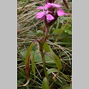 Dianthus compactus (goÅºdzik skupiony)