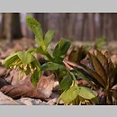 Helleborus viridis (ciemiernik zielony)