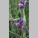 kosaciec bezlistny (Iris aphylla)