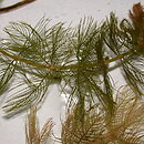 Myriophyllum spicatum (wywÅ‚Ã³cznik kÅ‚osowy)